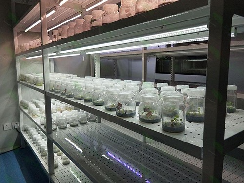衡水植物组织培养实验室设计建设方案